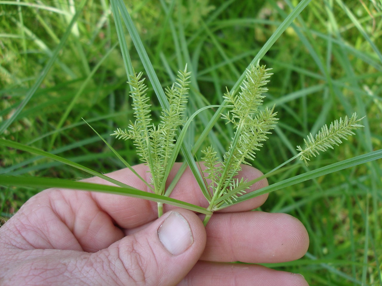 Emergent Aquatic Plants Outdoor Alabama